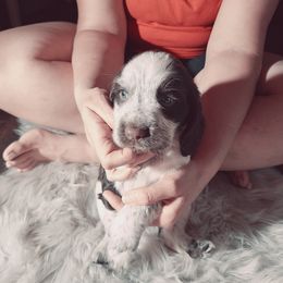 English Springer Spaniel Puppies from Savannah River Springers