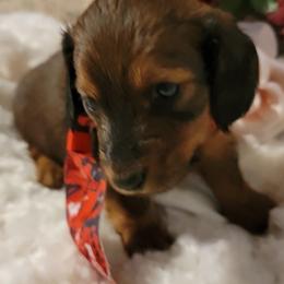 Dachshund Puppies from CLARK'S BREEDING PROGRAM