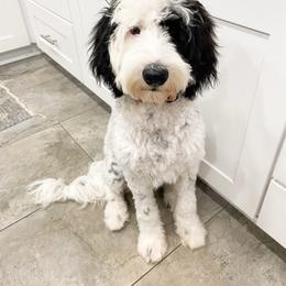 Mooka - Goldendoodle
