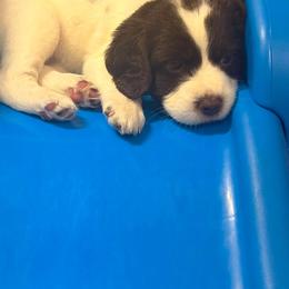 Ariana - Liver white and roan female English Springer Spaniel puppy in Saginaw, Michigan from Kemerer Springers