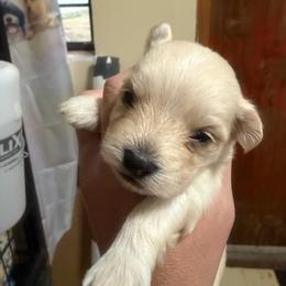 Harrison - Tan male Morkie puppy in Winston Salem, North Carolina from Patty’s Paws