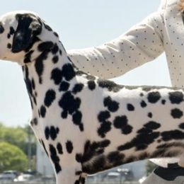 Dalmatians and Pekingese from Živjeli Kennels
