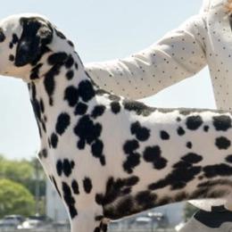 Dalmatians and Pekingese from Živjeli Kennels