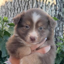 Nicole's RTF2 - Red tri female Miniature Australian Shepherd puppy in Goliad, Texas from Sassy Lil Aussies and Diamond W Poodles