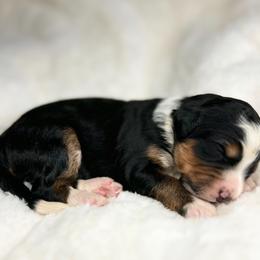Merida - Tri-color female Bernedoodle puppy in Sugarcreek, Ohio from Cuddly Companion Doodles