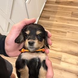 Go Pokes - Black and tan male Dachshund puppy in Cushing, Oklahoma from Euchee creek mini dachshunds