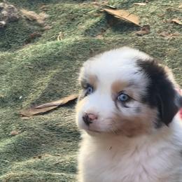 Ocean - Blue merle male Australian Shepherd puppy in Springfield, Oregon from Shelter Cove Aussies