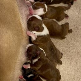 Boston Terrier puppies from Blue Diamond Danes