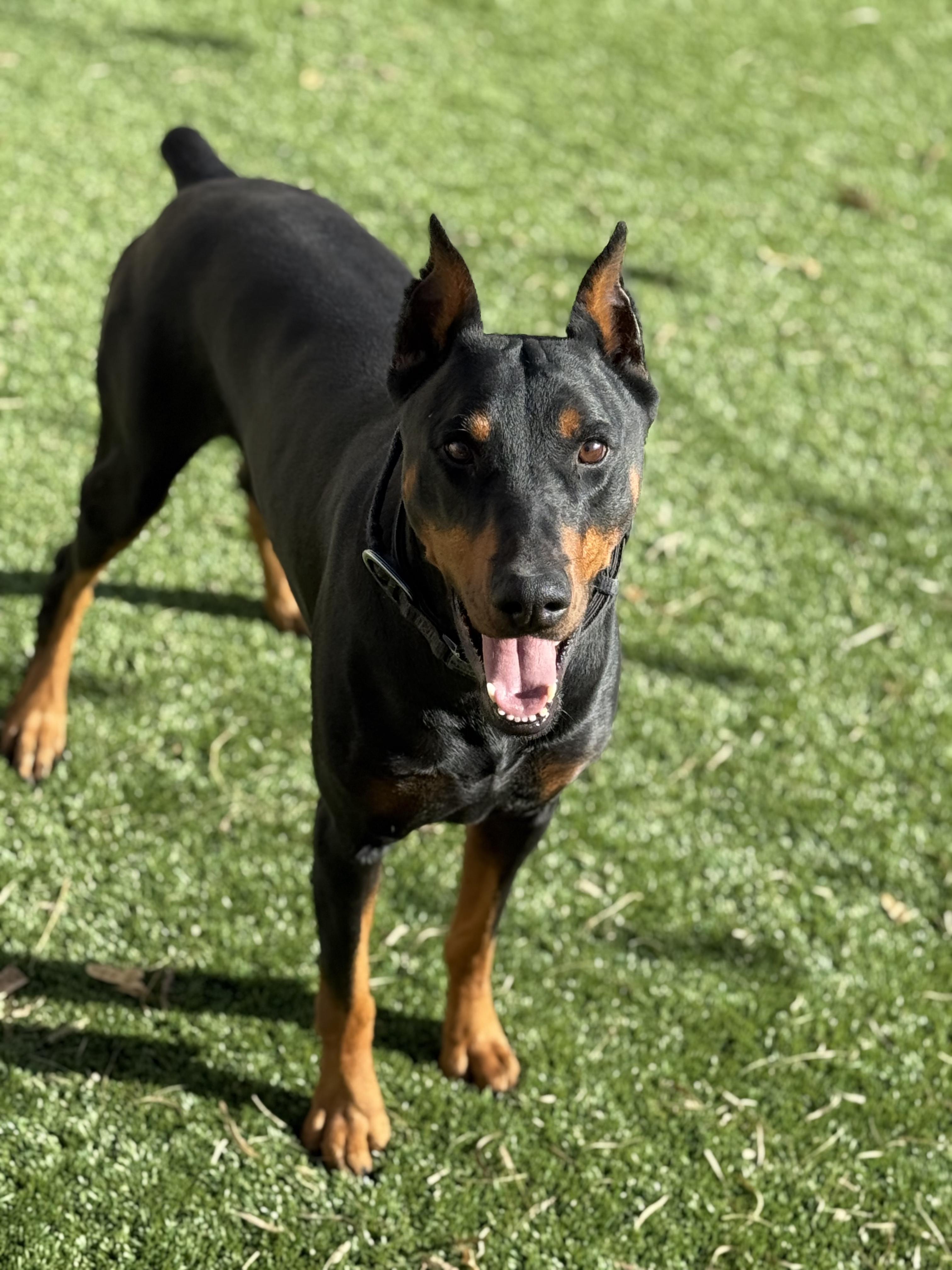 Loki