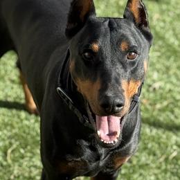 Loki - Doberman Pinscher