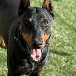 Loki - Doberman Pinscher