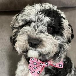 Cockapoos and Goldendoodles from Meghan McKay