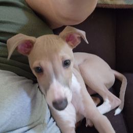 Italian Greyhound and Whippet Puppies from Meraki's Whippets & Italian Greyhounds