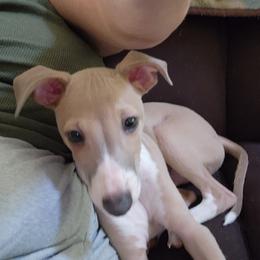 Italian Greyhound and Whippet Puppies from Meraki's Whippets & Italian Greyhounds