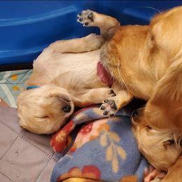 Golden Retriever Puppies from Bliss Creek Goldens