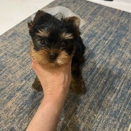 Orange boy - Blue and gold male Yorkshire Terrier puppy in Palm Bay, Florida from Bricriu Kennels, Reg.