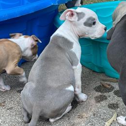 Whisper - Blue female American Staffordshire Terrier puppy in Monroe, Georgia from Irresistibull Staffords