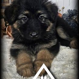 Legion - Black and red male German Shepherd puppy in Sequim, Washington from German Shepherd Haus