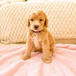 Pink Color Girl - Apricot female Goldendoodle puppy in Loma Rica, California from BloomingPuppies