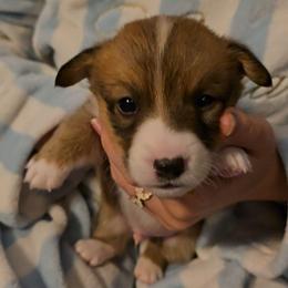 Poohbear - Red male Pembroke Welsh Corgi puppy in Palm Bay, Florida from Space Coast Corgi
