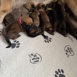 Chorus - Mahogany male Belgian Malinois puppy in Deerfield Beach, Florida from vd Hunde der neuen Äre
