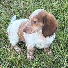 Skye - Chocolate and tan female Dachshund puppy in Hazlehurst, Georgia from DrakeFire Dachshunds
