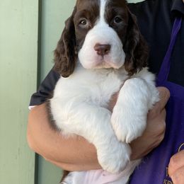 English Springer Spaniel Puppies from Sei