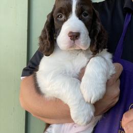 English Springer Spaniel Puppies from Sei