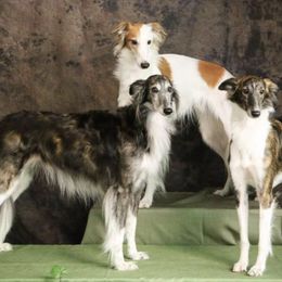 Silken Windhounds from Entourage Silken Windhounds
