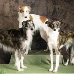 Silken Windhounds from Entourage Silken Windhounds