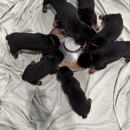 German Shepherd and Rottweiler Puppies from Von Der Hügelspitze