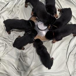 German Shepherd and Rottweiler Puppies from Von Der Hügelspitze