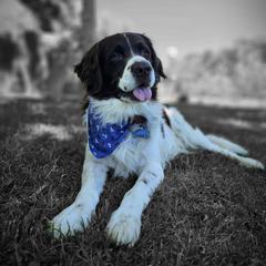 Drentsche Patrijshonds from Upland Hunter