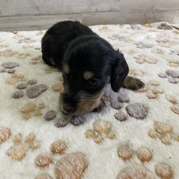 Girl 2 - Black female Dachshund puppy in Merced, California from JBDKennel
