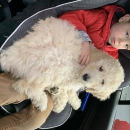 Goldendoodle Puppies from High Desert Goldendoodles