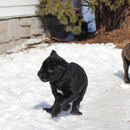 Cane Corso from Woodlands Cane Corso