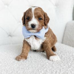 Salty - Red  male Goldendoodle puppy in Sterling, Illinois from Charley's Goldendoodles
