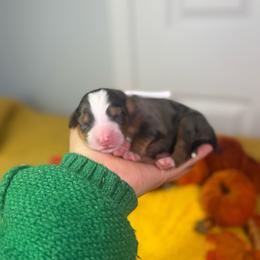 Rune - Blue merle male Bernedoodle puppy in Fort Myers, Florida from Little Golden Farm