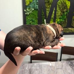 Venus (white) - Black brindle female Dutch Shepherd puppy in Signal Mountain, Tennessee from Torgun Police Dogs
