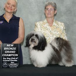 Rosie - Havanese