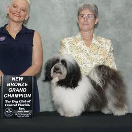 Rosie - Havanese