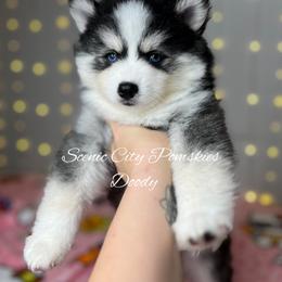 Doody - Black and white male Pomsky puppy in Rossville, Georgia from Scenic City Pomskies