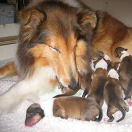 Collie Puppies from Riverrun Collies
