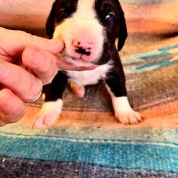 Blue collar male - Mantle male Great Dane puppy in Centennial, Colorado from Vanmar Great Danes of Colorado