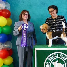 Beagles from Royal-Tea Beagles