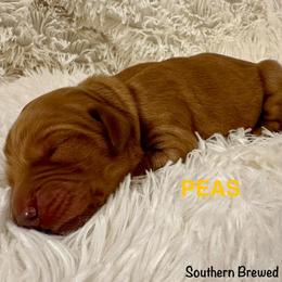 Peas - Dark golden female Golden Retriever puppy in Jonesboro, Arkansas from N. E. Arkansas Goldens and Doodles