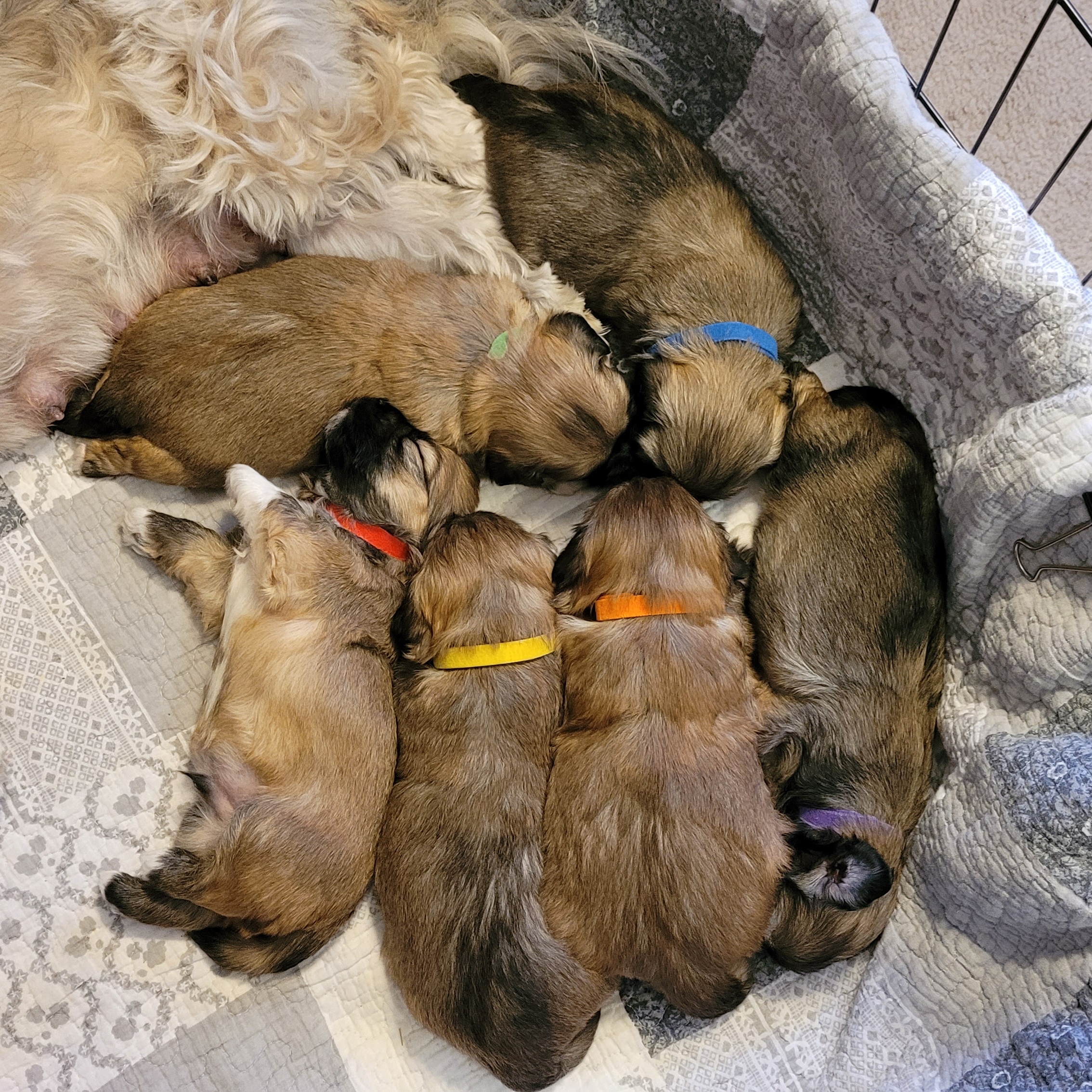 Lhasa Apso Puppies from Maynard Meadows Lhasa Apsos