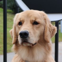 Rookie - Golden Retriever