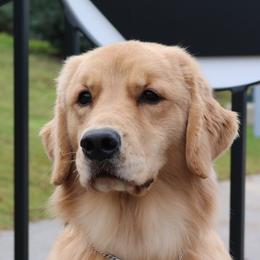 Rookie - Golden Retriever