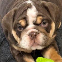 Girl 4 Lela - Chocolate tri-color female Bulldog puppy in Cumming, Georgia from Happy Place Kennels